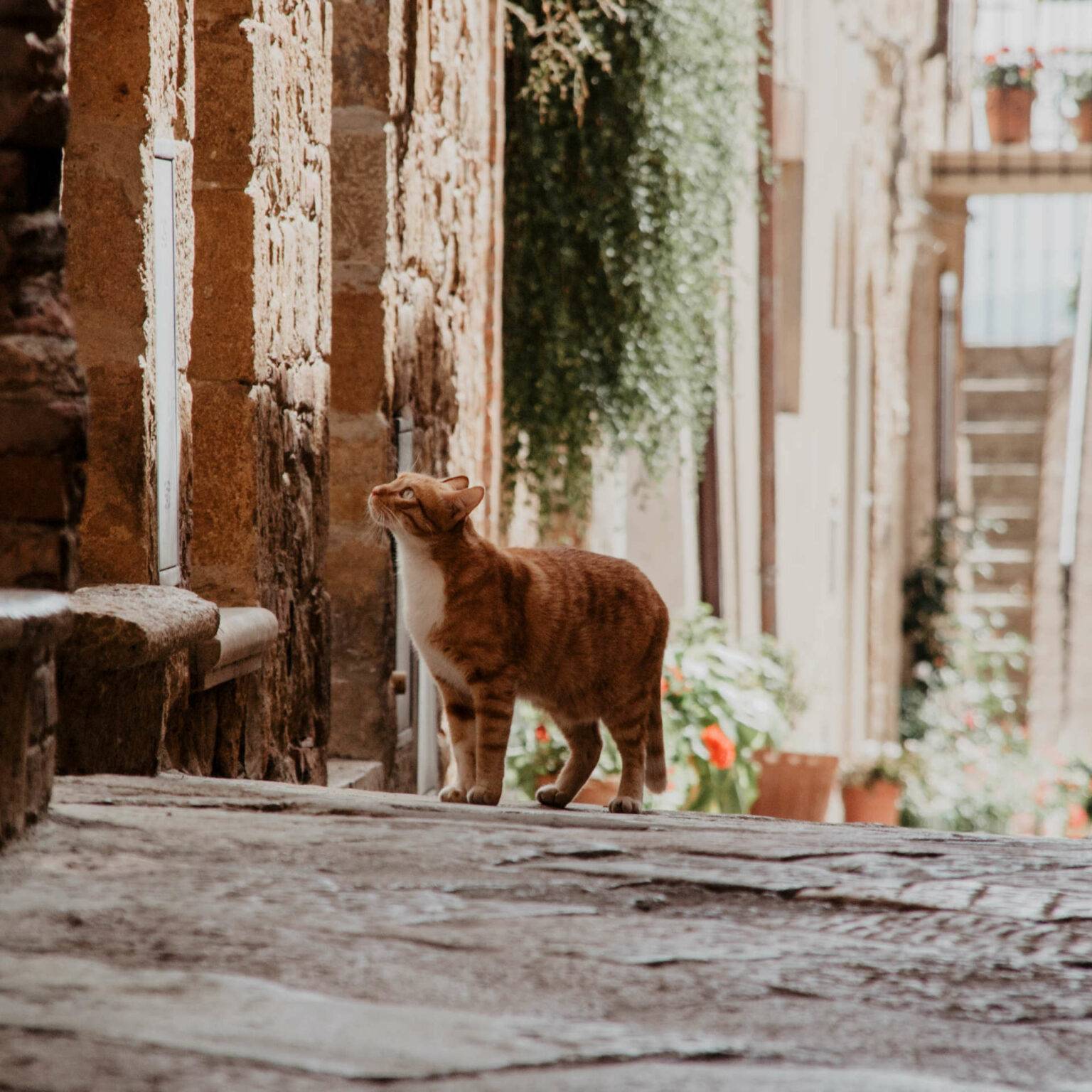 Eine Katze mit rot-bräunlichem Fell schleicht durch die blumengeschmückten Gassen von Pienza in der Toskana. Der Ortschaft sollte man bei einer Reise durch die Toskana unbedingt einen Besuch abstatten.