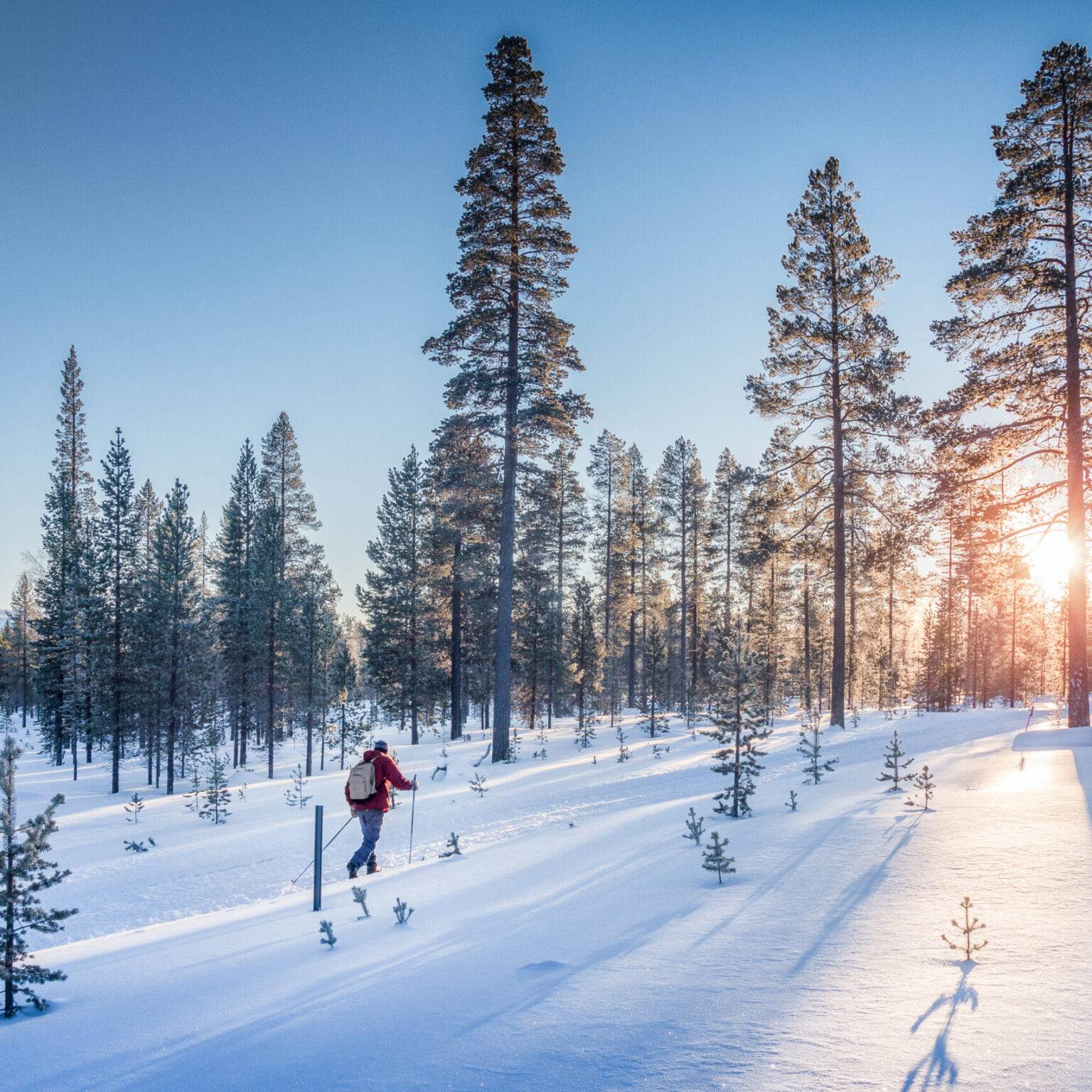 Ein Mann fährt auf Langlaufski durch einen verschneiten Wald.