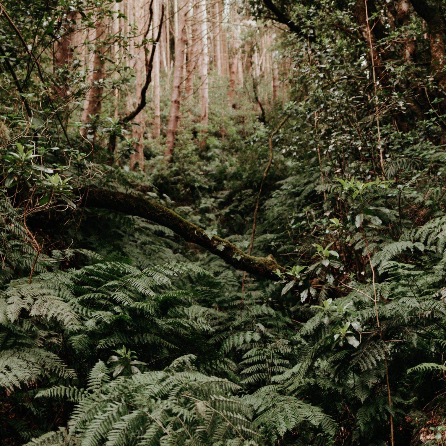 Dicht bewachsener Boden im grünen Wald.