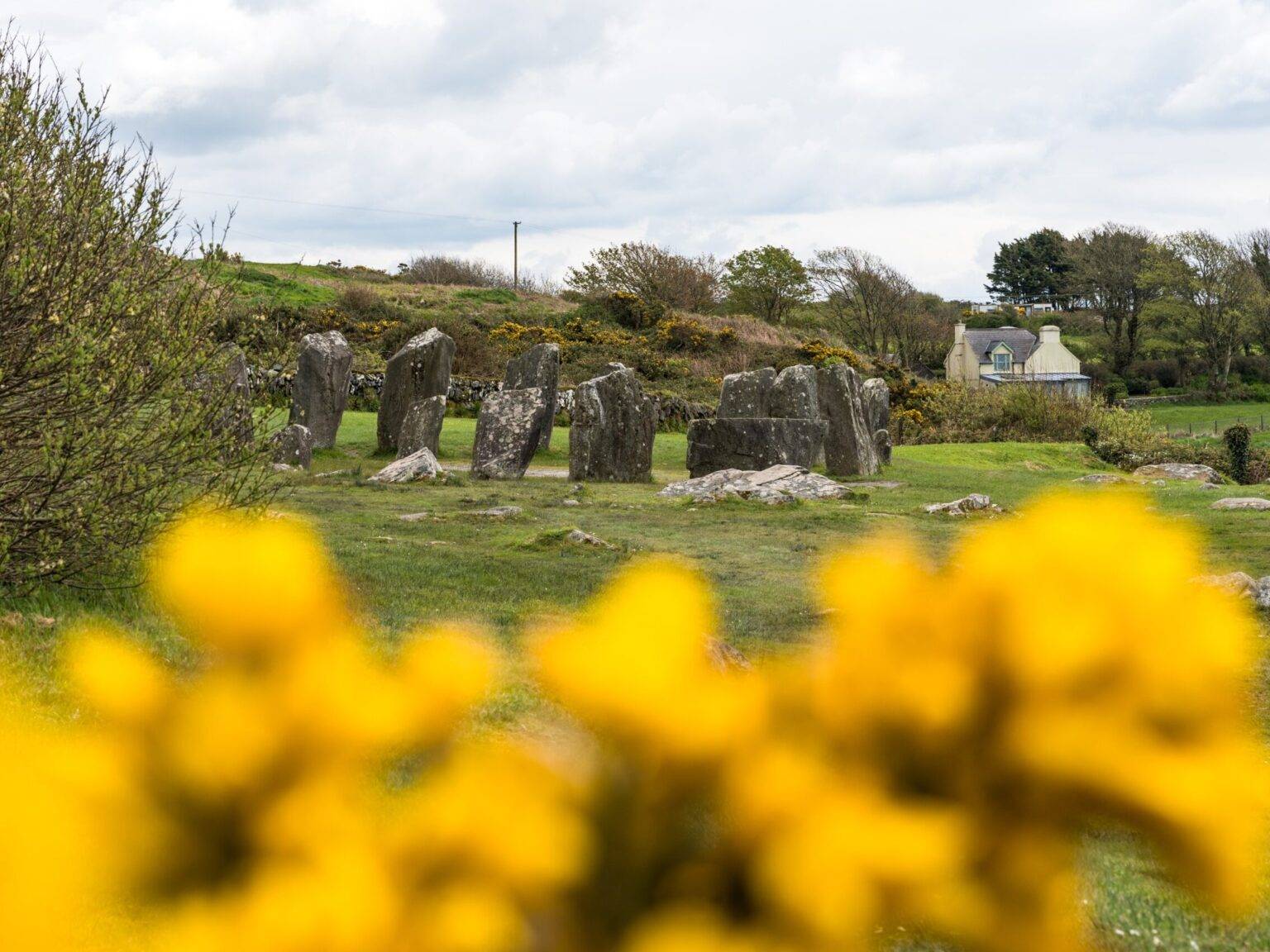 Der Steinkreis von Drombeg mit Ginster im Vordergrund