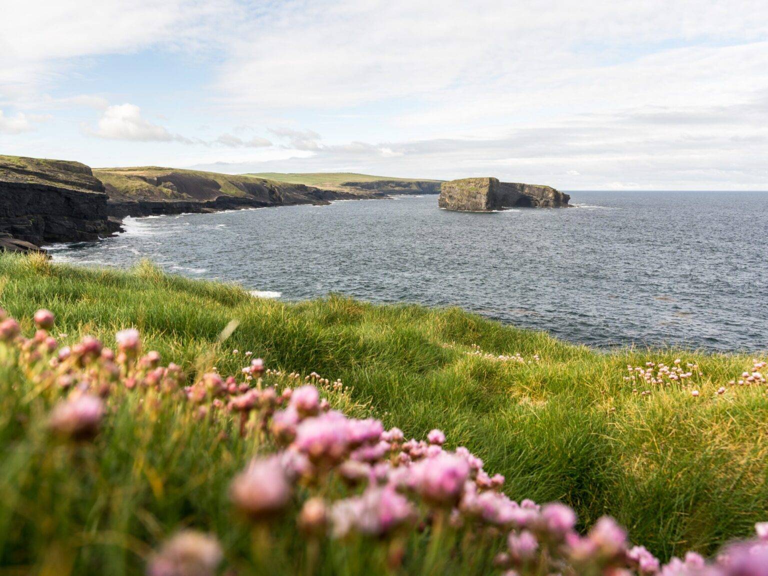 Der Blick zu den Kilkee Cliffs mit Blumen im Vordergrund