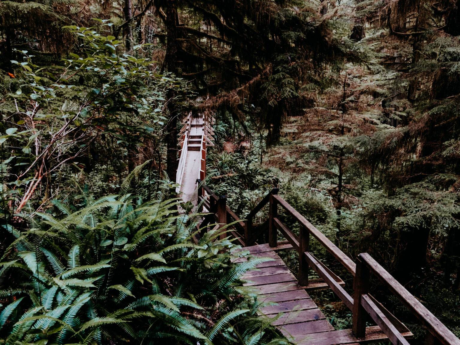 Ein Holzpfad durch den dichten Wald.