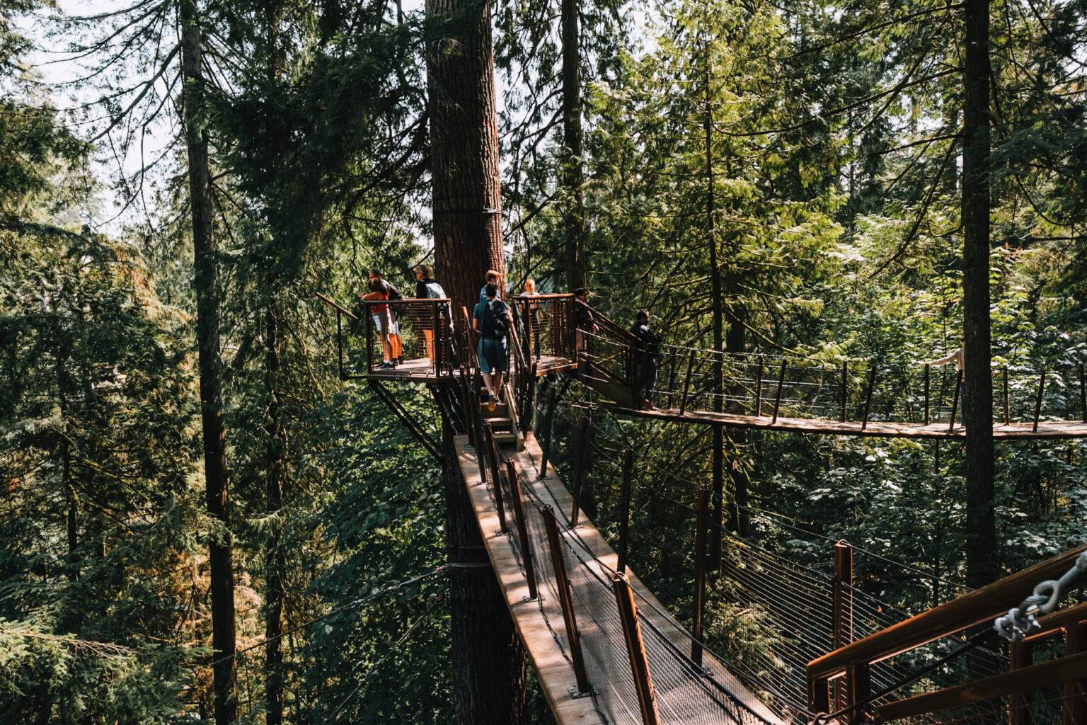 In den Treetop Adventures wandelst du zwischen riesigen Fichten umher.