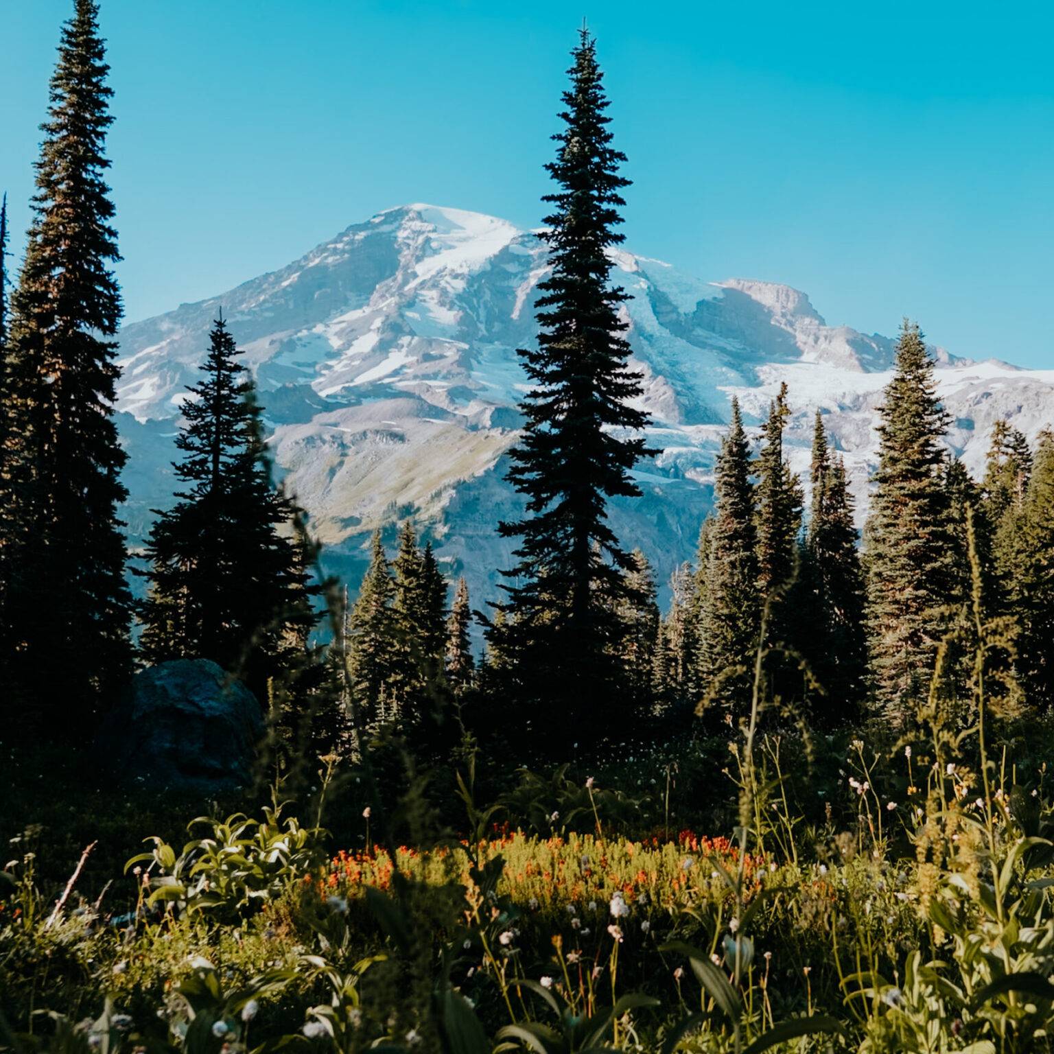 Ein Wald mit Wildblumen und Nadelbäumen und Mount Rainier im Hintergrund.