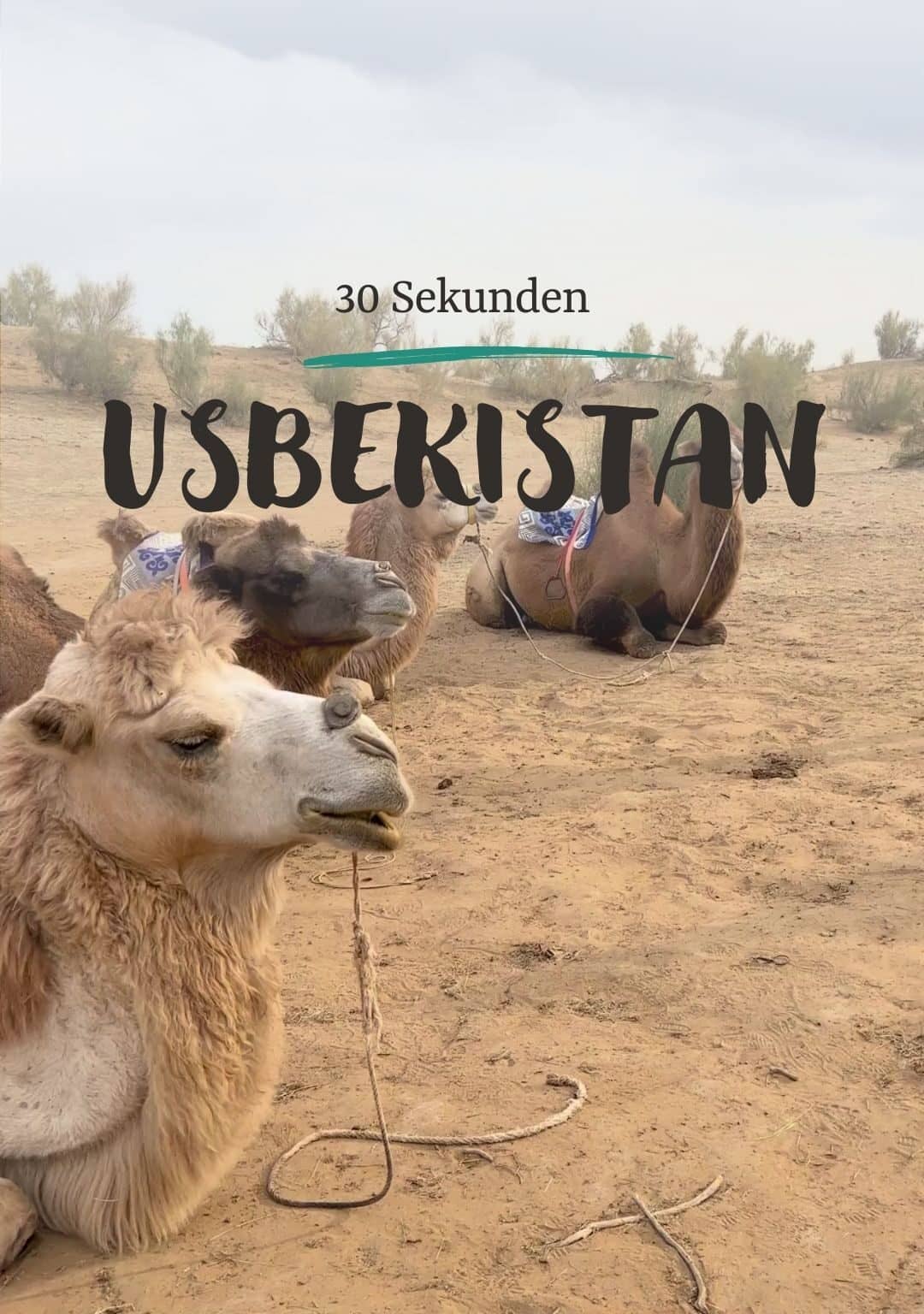 Drei Kamele liegen in der Wüste auf dem Boden. Darüber der Titel "30 Sekunden Usbekistan".