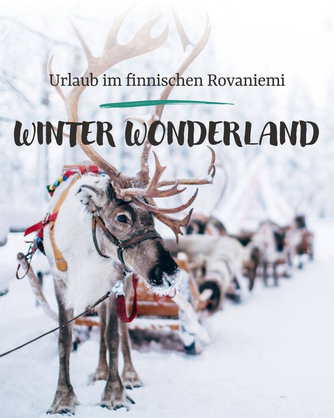 Ein Rentier zieht einen Schlitten. Davor die Überschrift "Urlaub im finnischen Rovaniemi – Winter Wonderland".