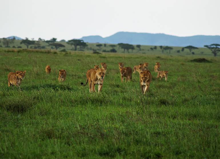 In der Serengeti sind die Löwen wach und stolzieren zielstrebig auf die Safari-Autos zu.