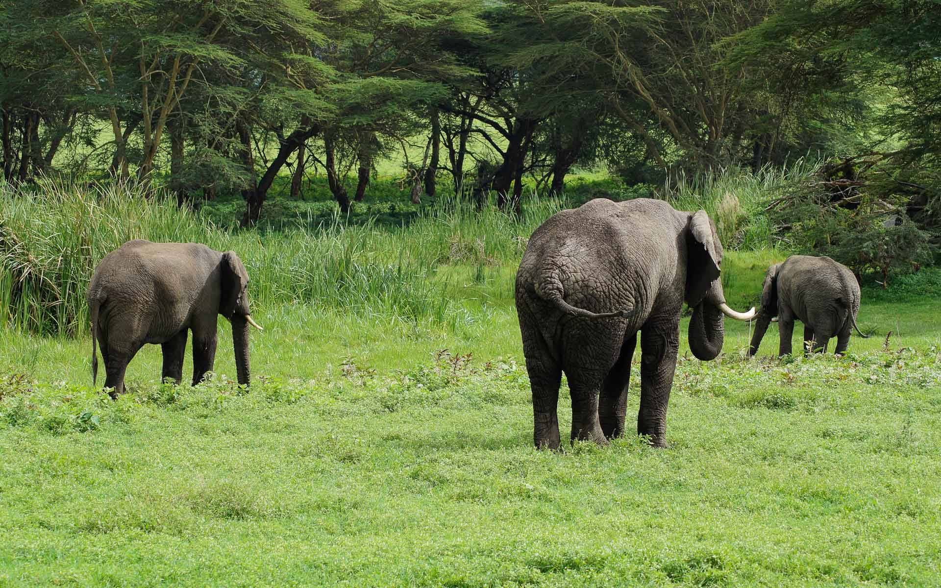 Der Garten Eden Afrikas: Auf Safari in Tansania