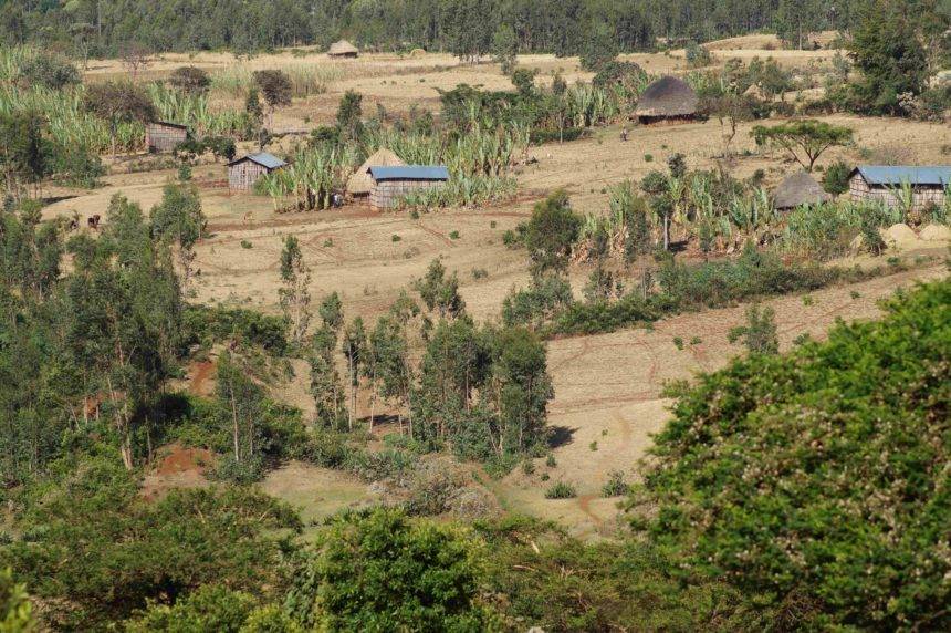 In Äthiopien von Addis Abeba bis Kafa stehen zwischen Bäumen und trockener Graslandschaft vereinzelte Hütten aus Bambus.
