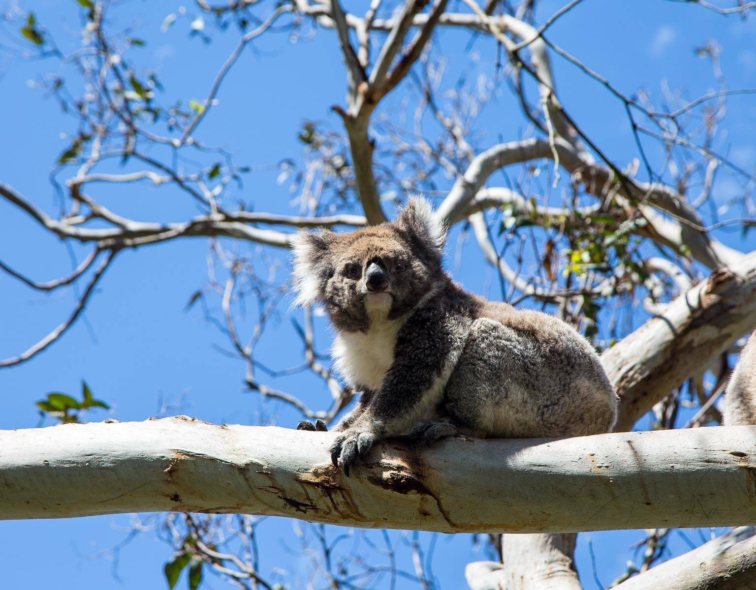 Ein Koalabär sitzt auf einem dicken Ast eines Eukalyptusbaumes im Koala Conservation Center in Cowes auf auf Phillip Island und blickt treuherzig nach unten.