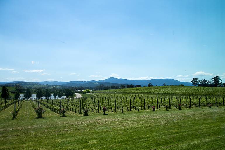 Weiche, grüne Hügel spiegeln das Landschaftsbild im Weinanbaugebiet von Yarra Valley.
