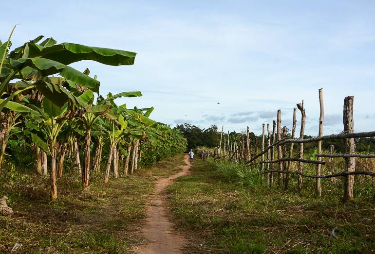 Vor dem Sonnenuntergang noch eine Runde durch die Bananenplantagen spazieren.