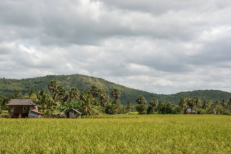 Reisfelder und bewaldete Berge soweit das Auge reicht in der Umgebung von Kampot und Kep.