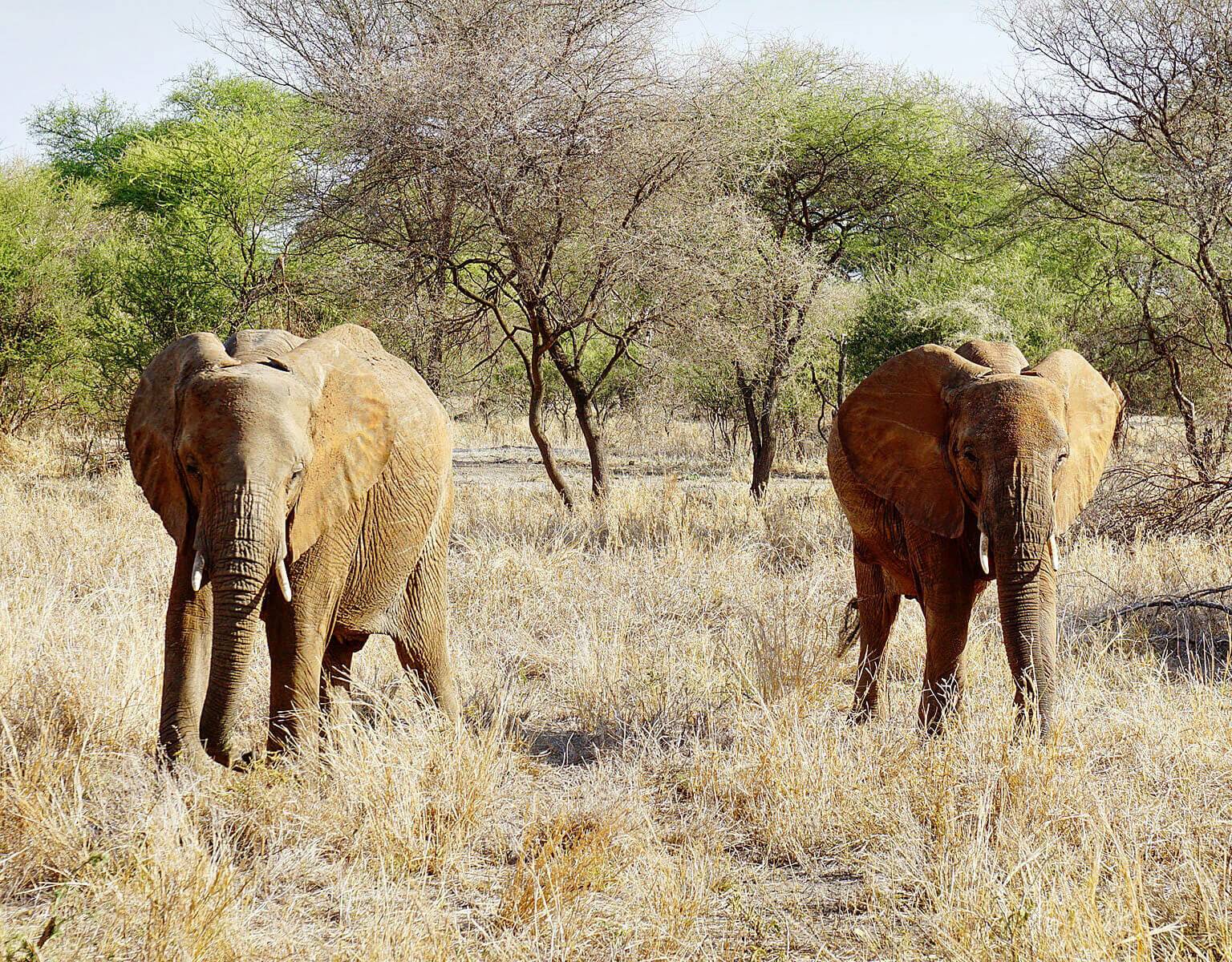 Ein Elefantenpärchen trabt durch die Safari Tansanias.