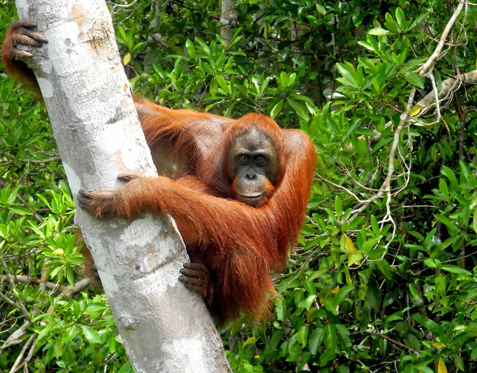 Ein Orang Utan hält sich im Dschungel an einem Baum auf Kalimantan in Borneo fest.