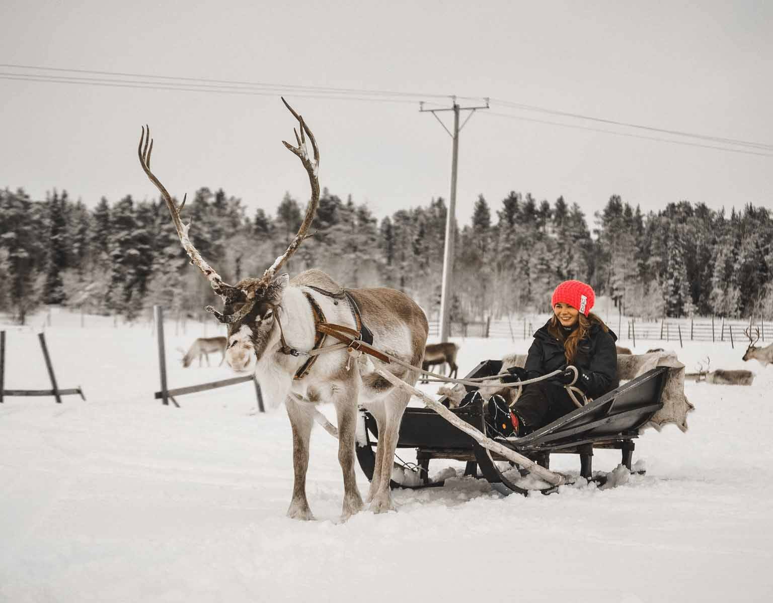Finnisch Lappland: Ein Rentier mit einem Schlitten in dem eine Frau sitzt.