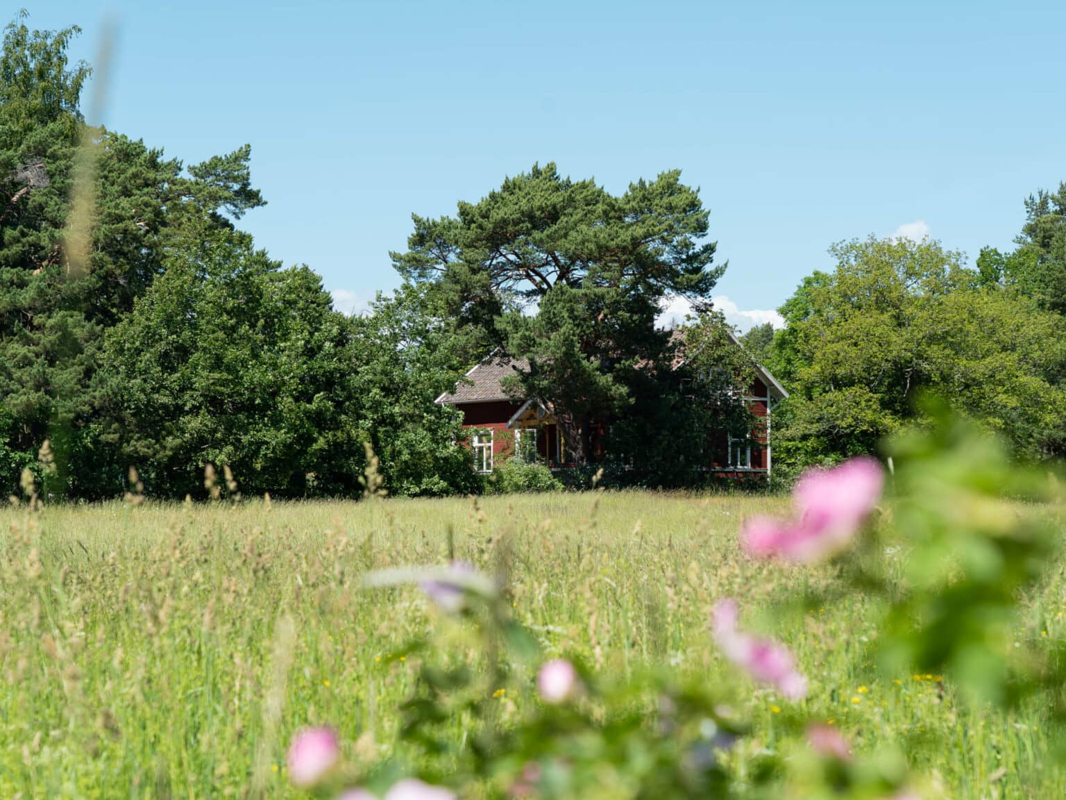 Sehr idyllisch inmitten von Wiesen und Wäldern liegen die Häuser auf der Schäreninsel Gallnö.
