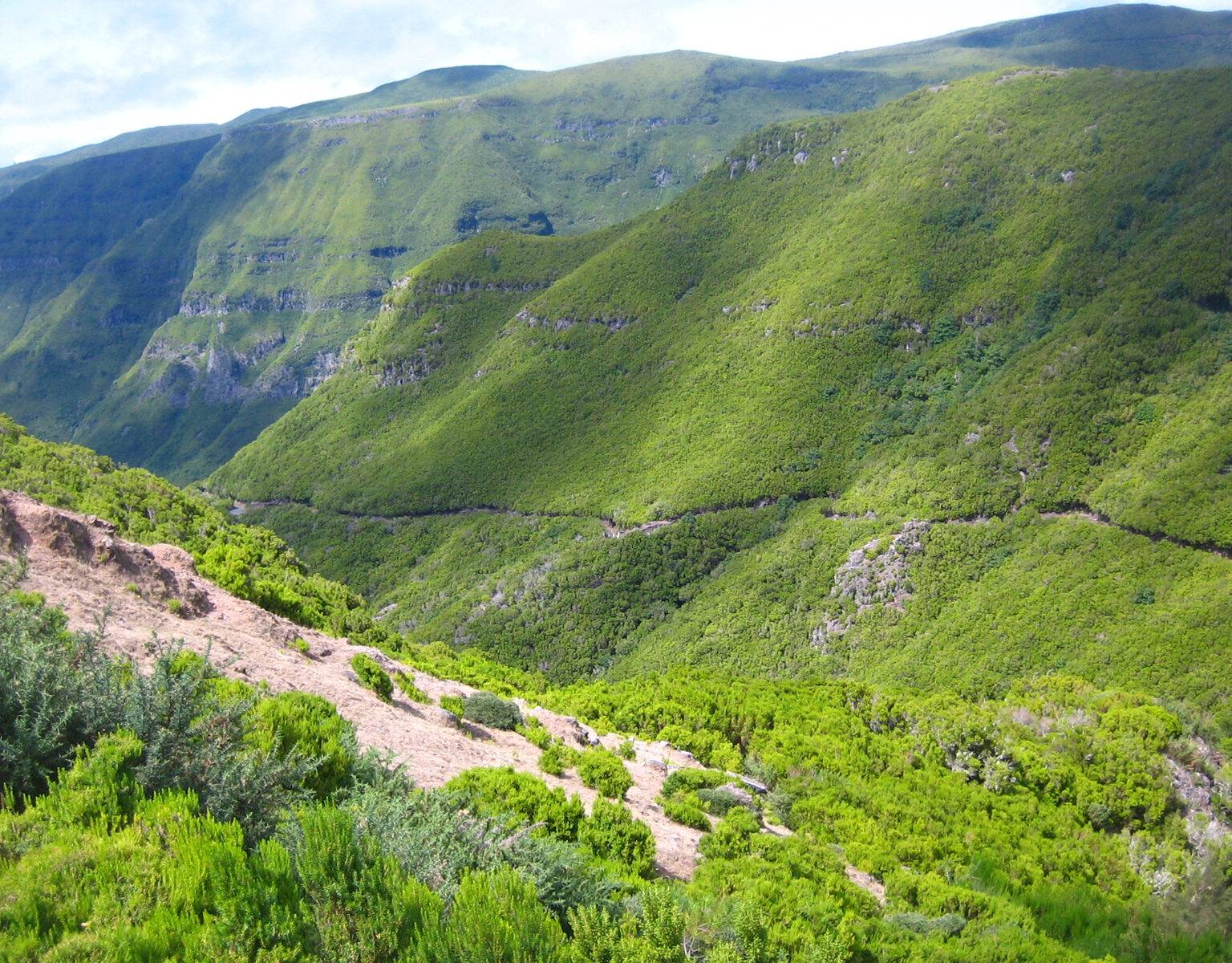 Header grünes Madeira