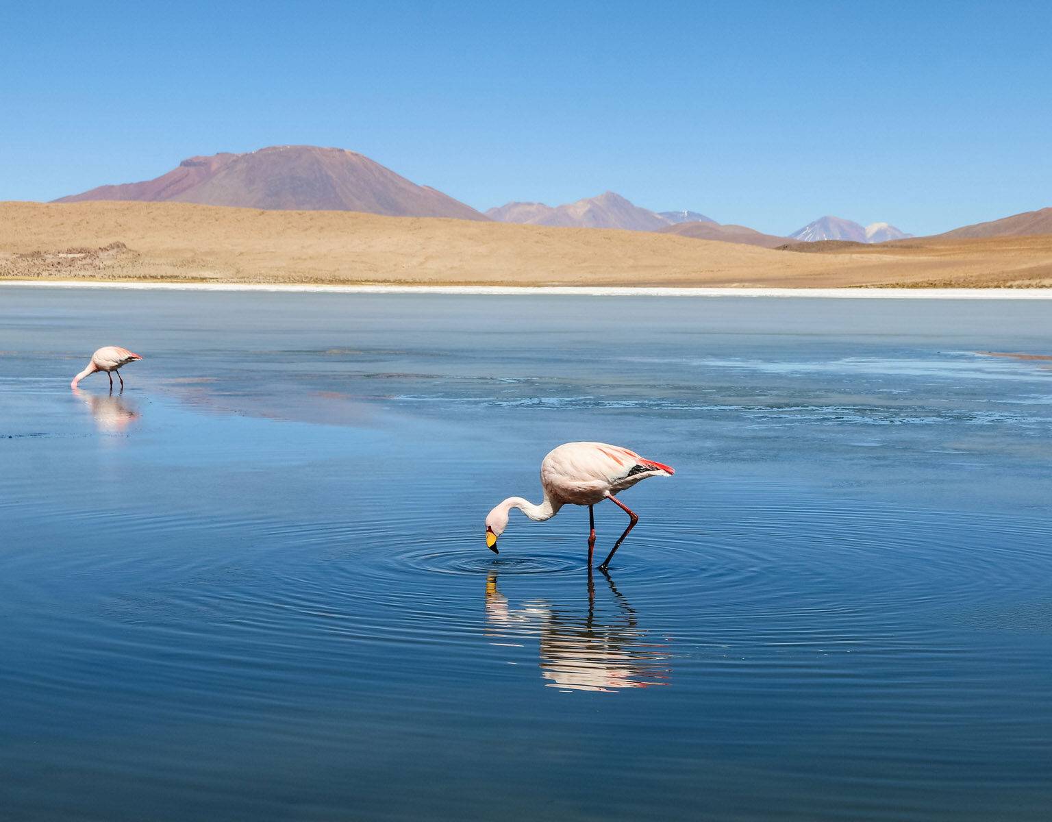 In Bolivien tauchen zwei Flamingos ihre Köpfe in den See bei Laguna Cañapa. im Hintergrund zeigt sich die unendliche Weite der Salzwüste.