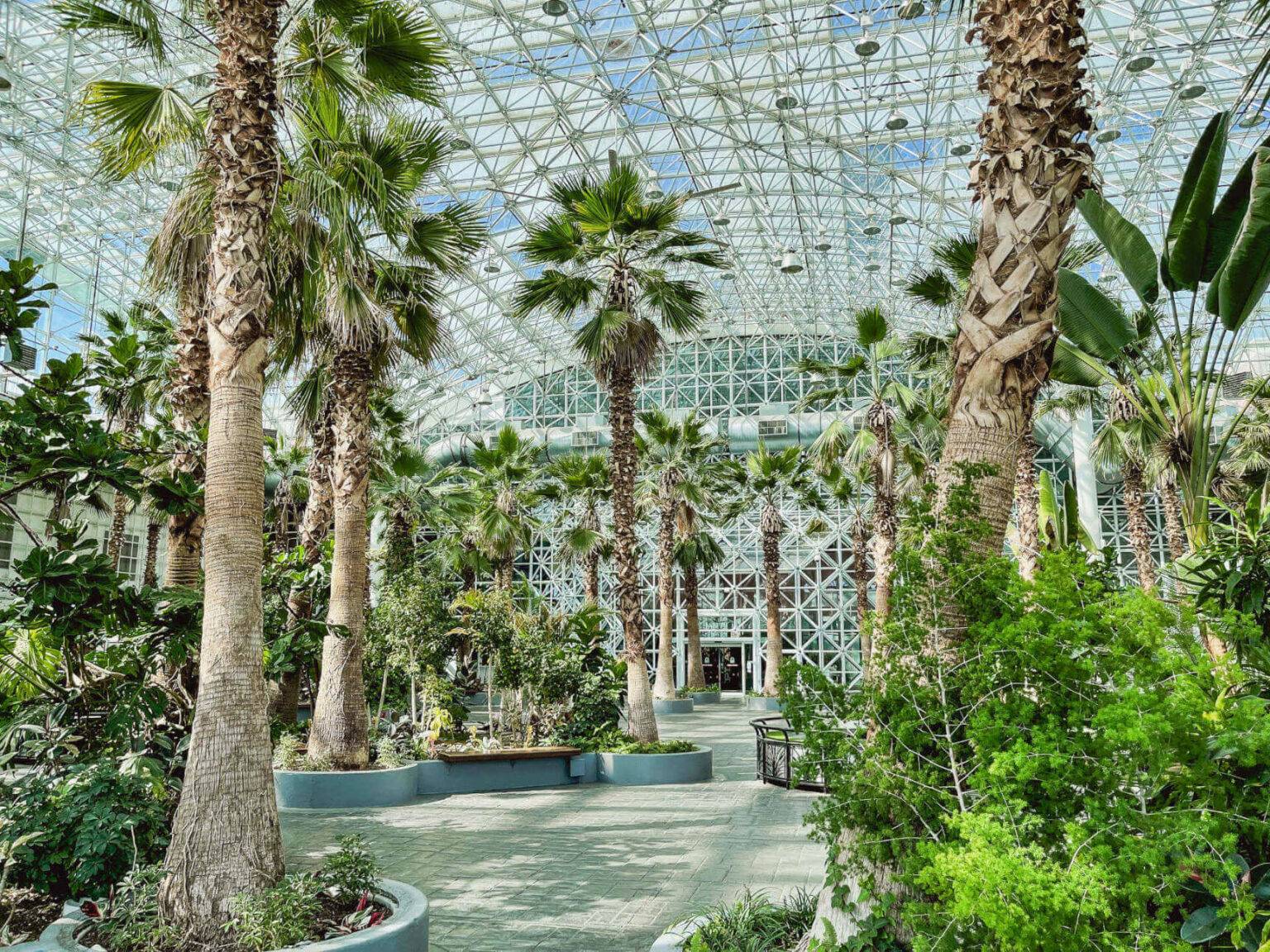 Der Botanische Garten am Navy Pier beherbergt über 80 Palmen.