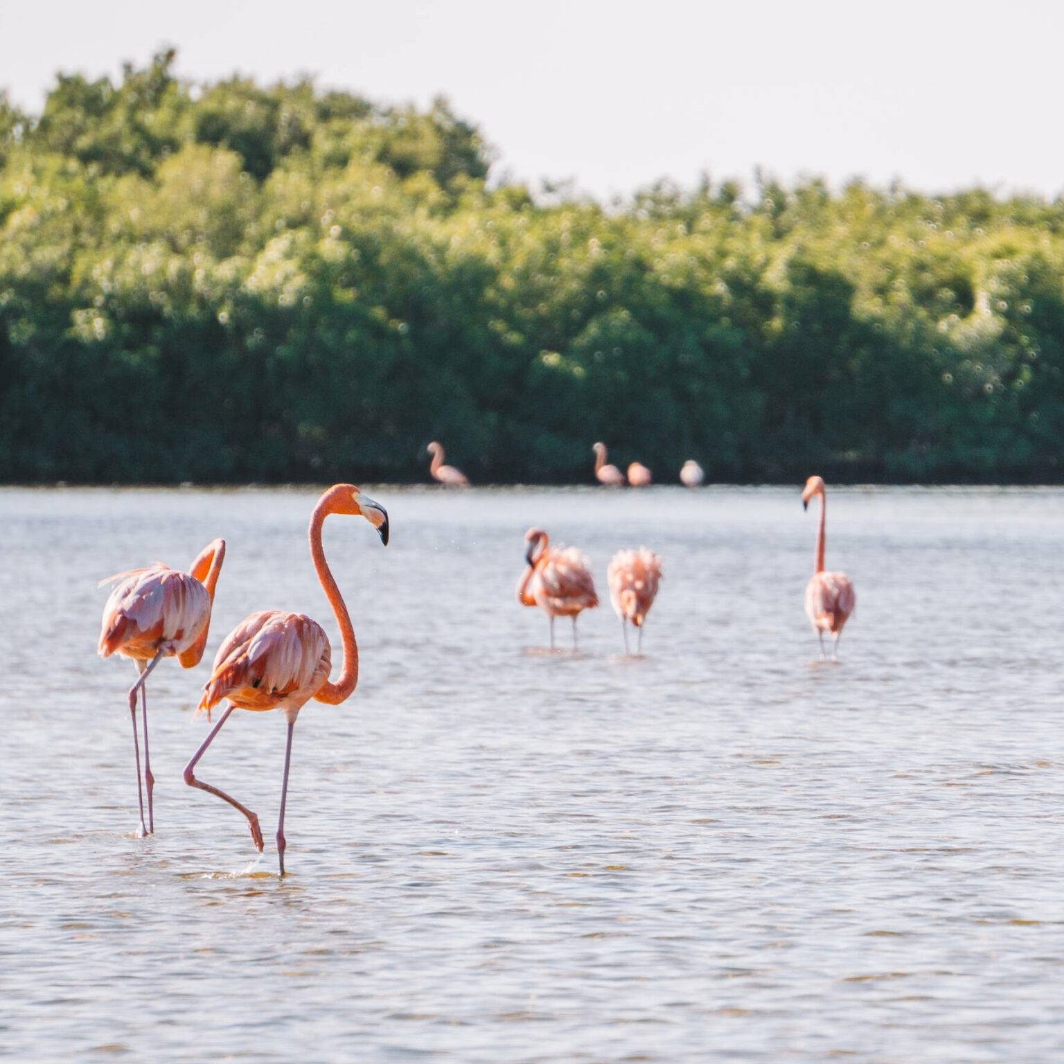 Pinke Flamingos stehen im Wasser des Biosphärenreservat Rio Lagartos.