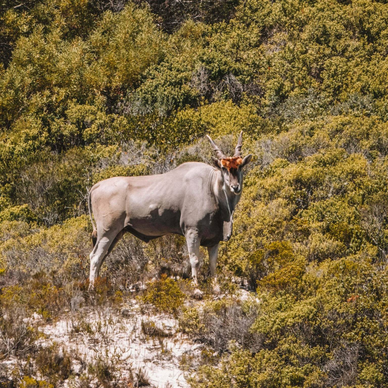 Ein Elands steht inmitten des De Hoop Nationalpark in Südafrika mit Block Richtung Kamera.