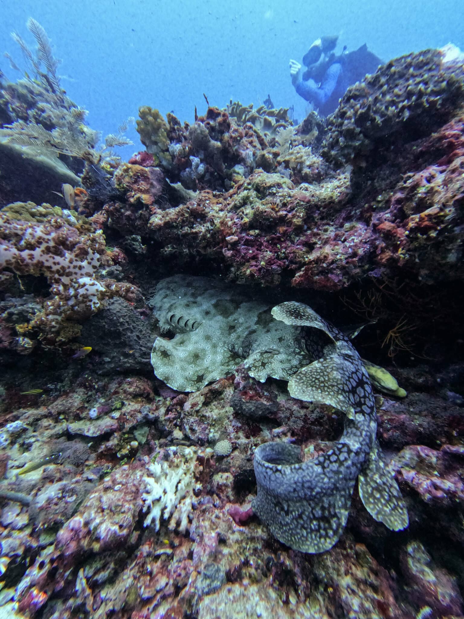 Ein Wobbegong, Hai, versteckt sich in einem Riff im Meer bei Raja Ampat.