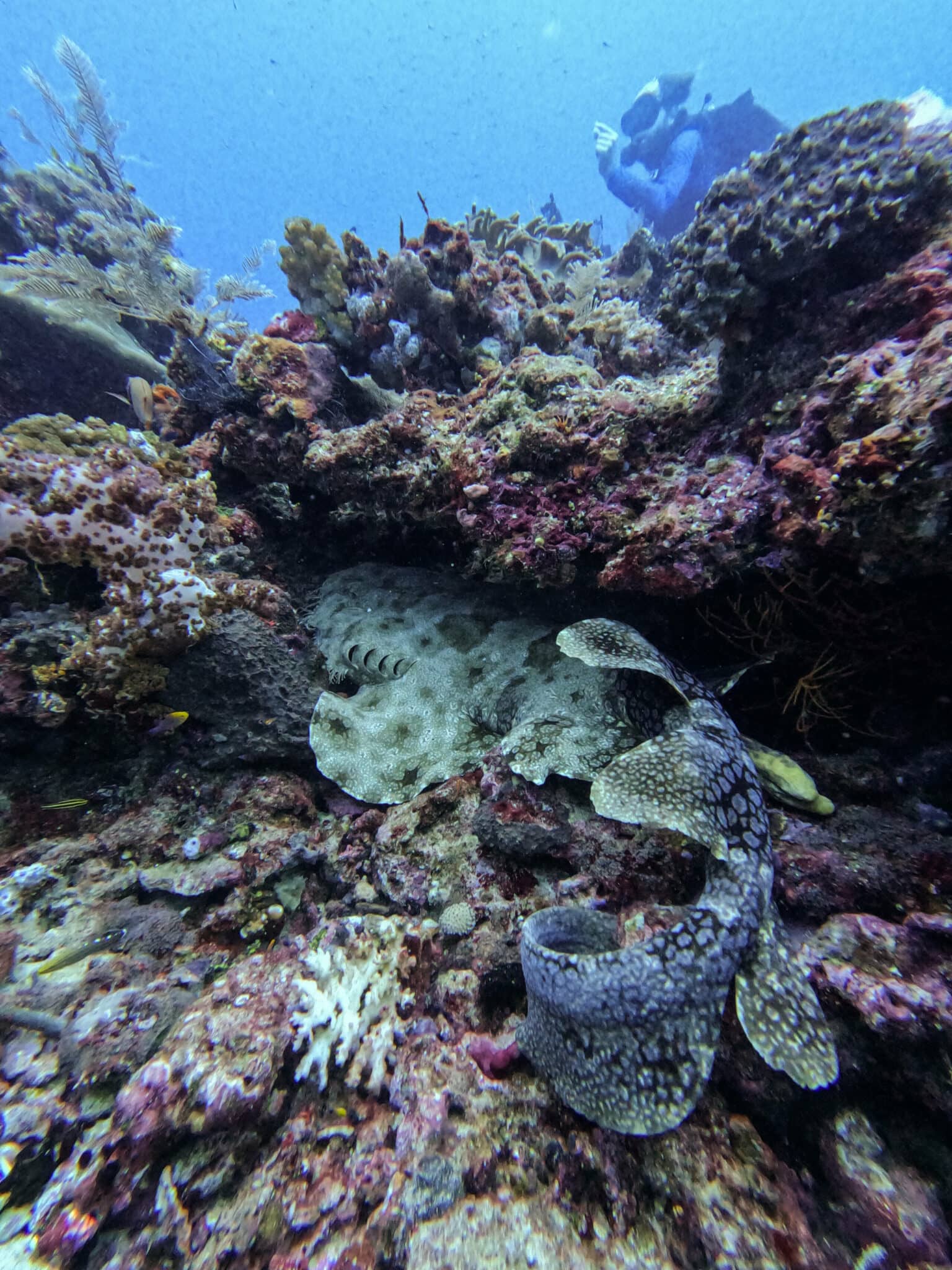 Beim Tauchen haben wir mehrmals einen Wobbegong getroffen, ein harmloser Hai, der sich gerne im Riff versteckt.