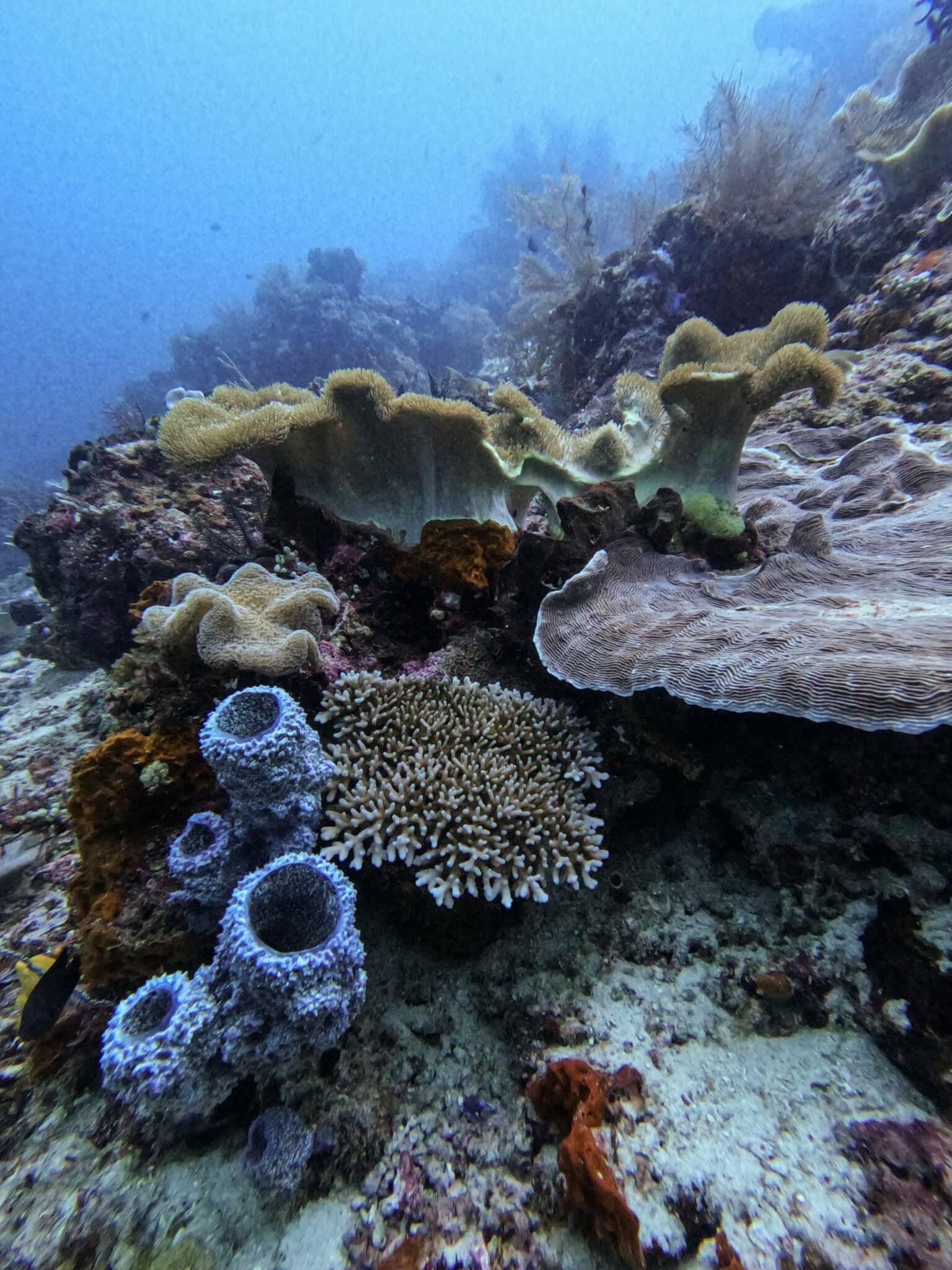 Ein buntes Riff im Meer von Raja Ampat.
