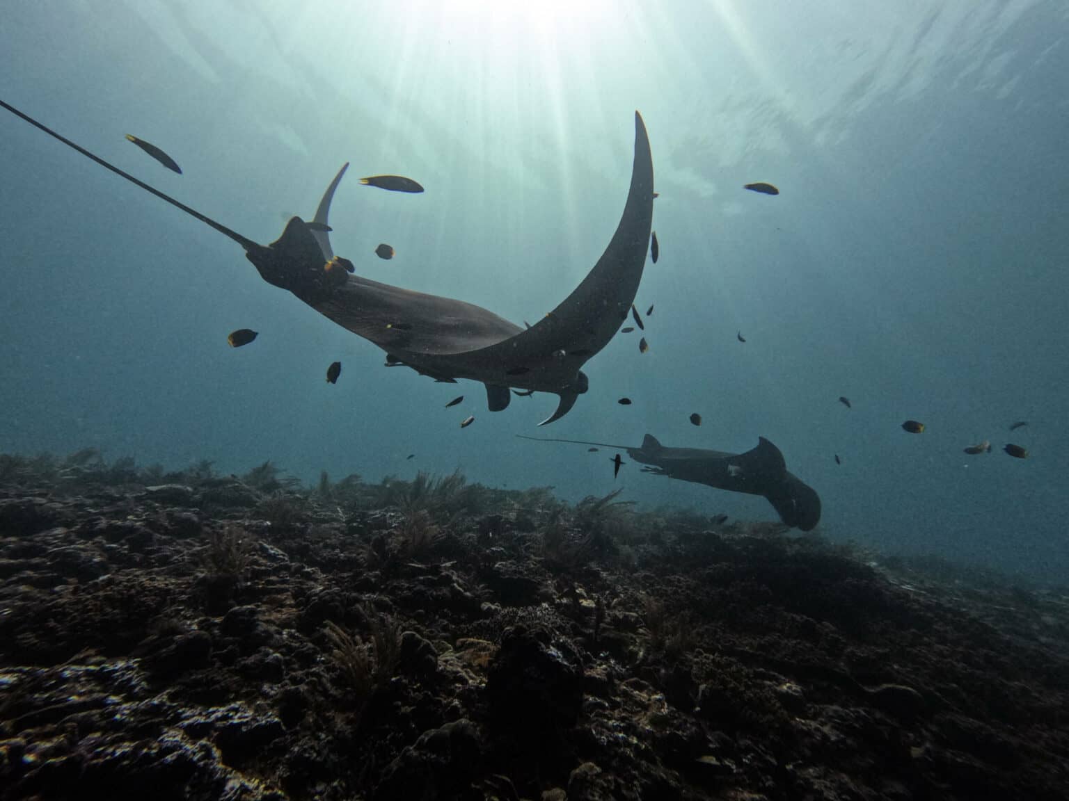 Der Tauchgang bei Manta-Ridge war eins unserer Highlights in Raja Ampat. Es handelt sich um eine „Cleaning Station“, bei der sich die Mantas von kleineren Fischen von Parasiten befreien lassen.