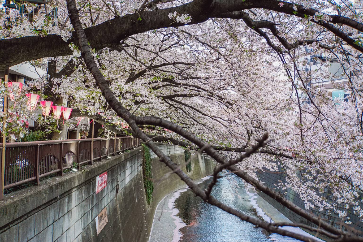 Zu den schönsten Hanami-Spots in Japan gehört der Meguro River in Tokio.