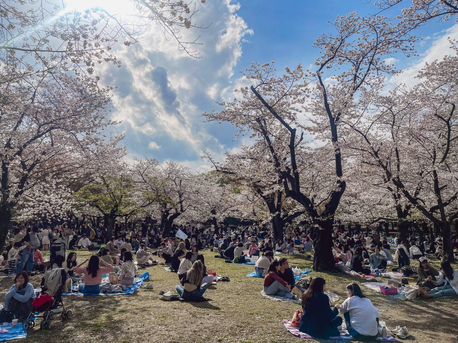 Beim Hanami im Yoyogi Park kann es bei schönem Wetter ziemlich voll werden. 