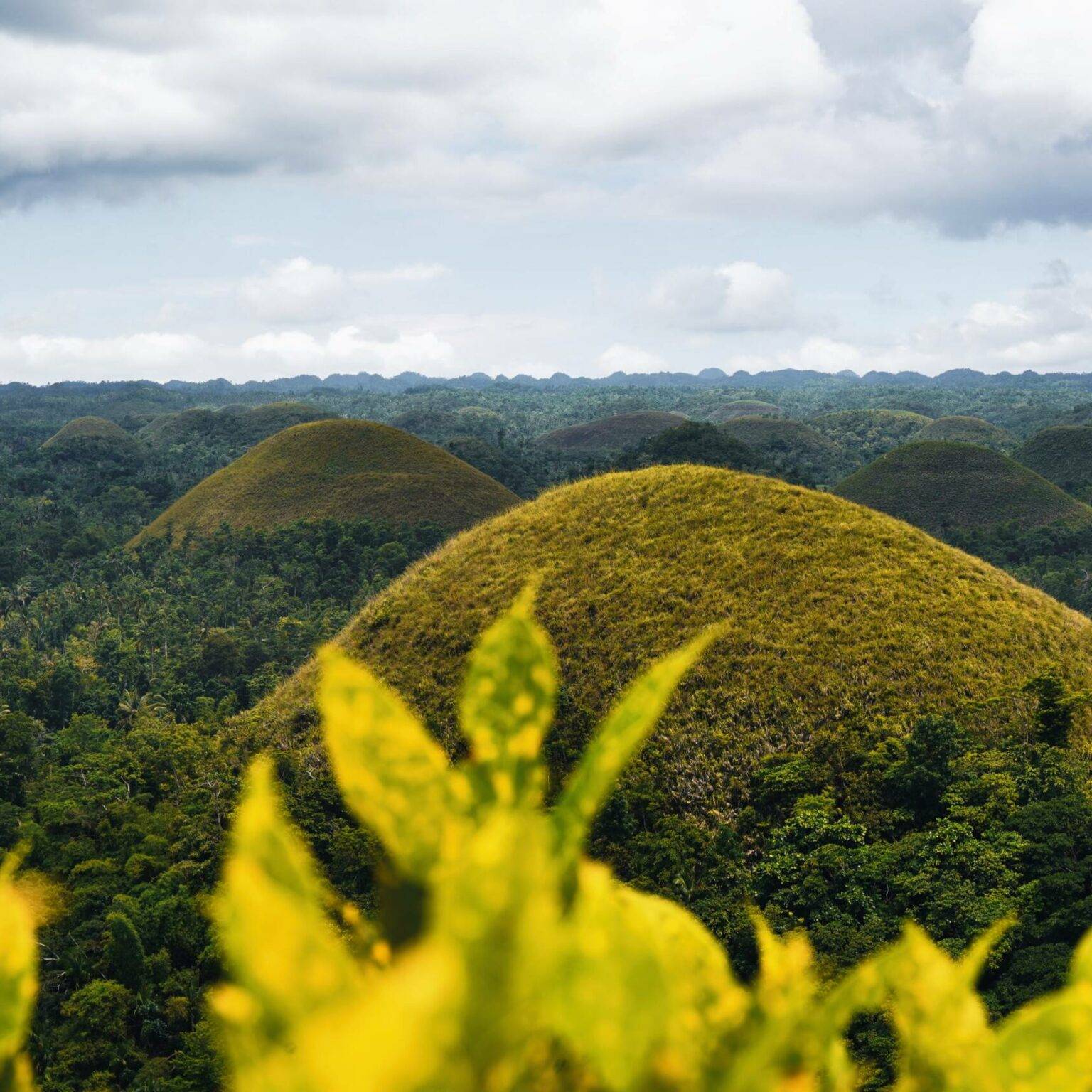 Die Chocolate Hills sind grün bepflanzte Hügel in Bohol, Philippinen.