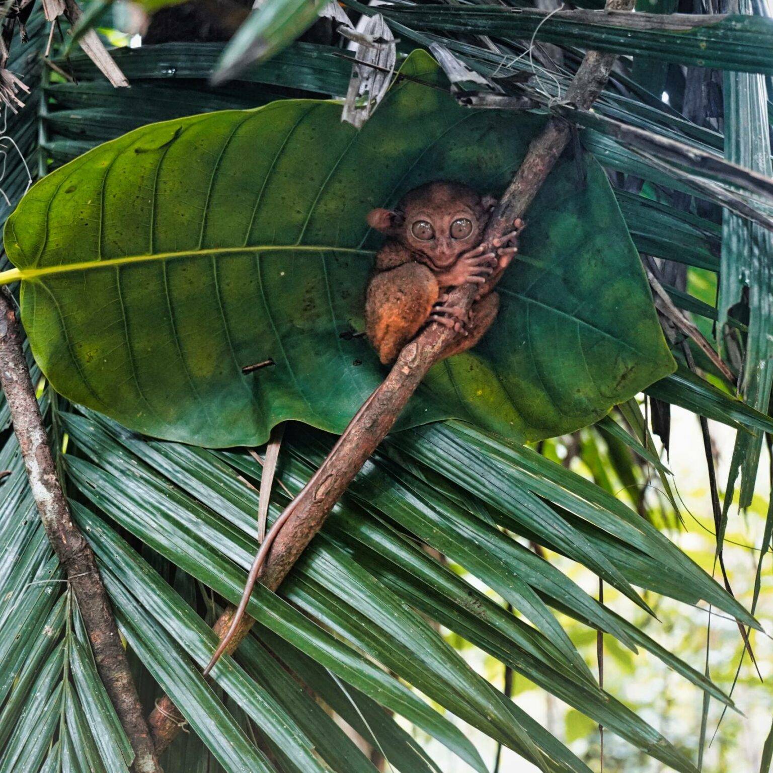 Ein Koboldmakis versteckt sich zwischen Blättern auf einem Ast auf Bohol.