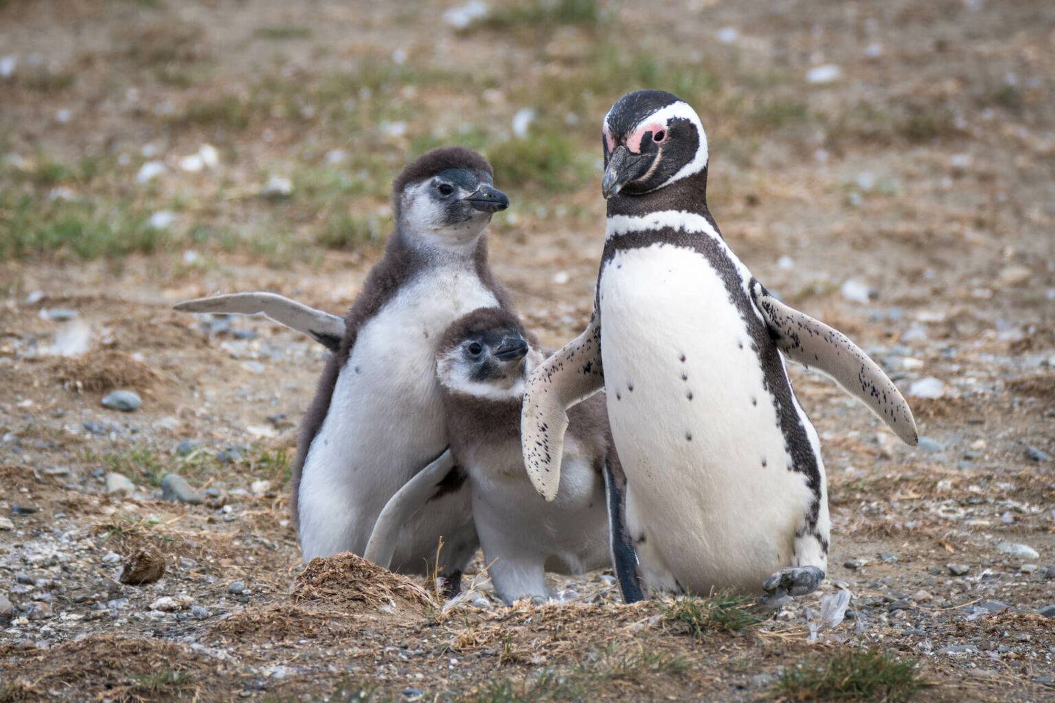 Auf der Isla Magdalena siehst du Pinguine in freier Wildbahn. 