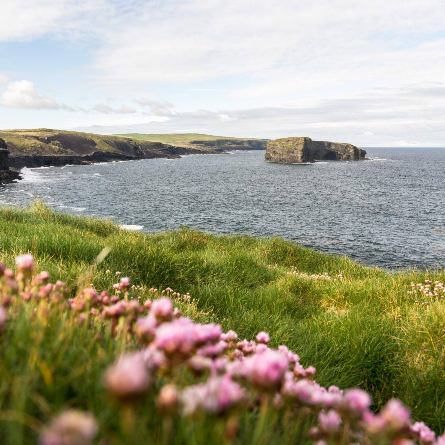 Der Blick zu den Kilkee Cliffs mit Blumen im Vordergrund