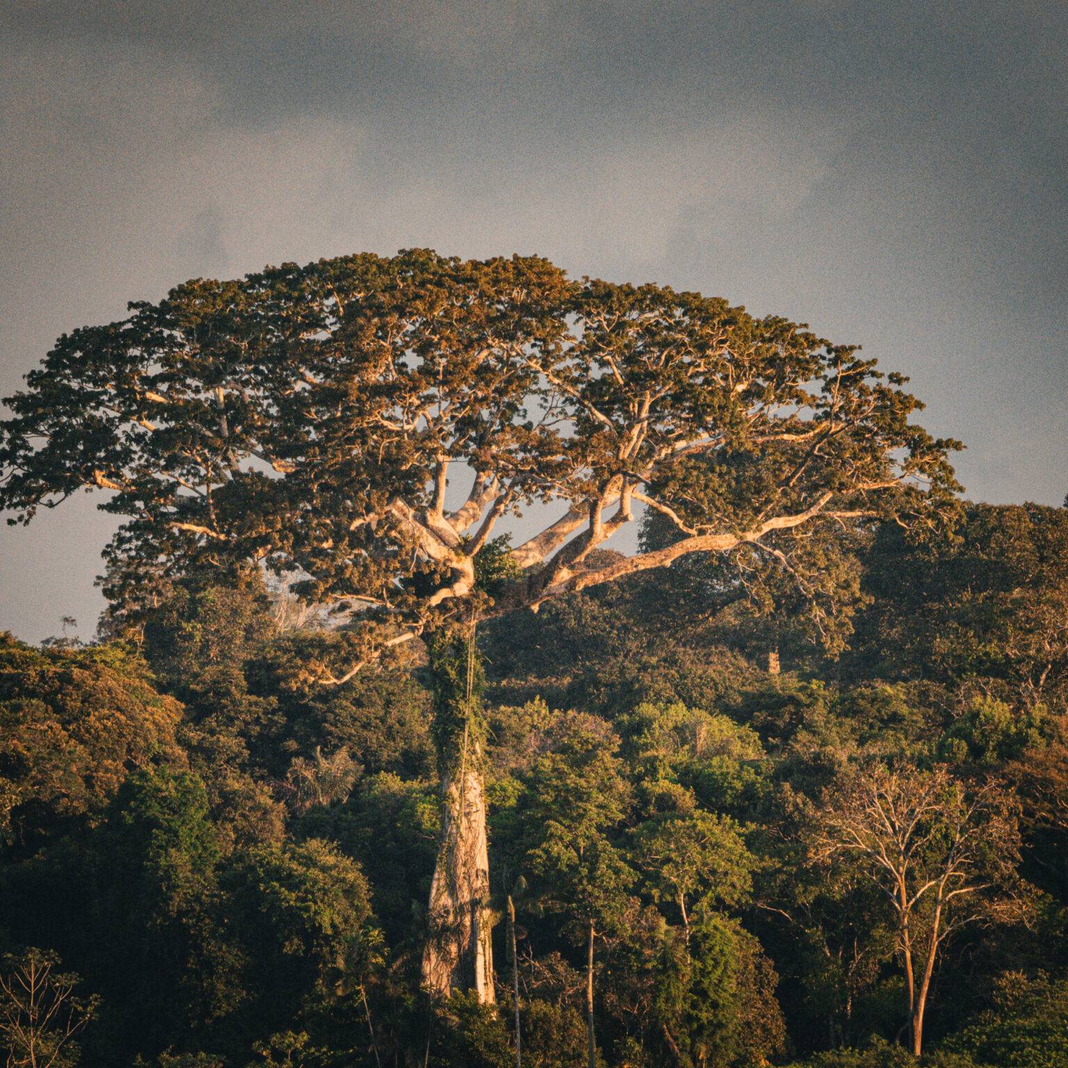 Das Blätterdach eine brasilianischen Dschungels.
